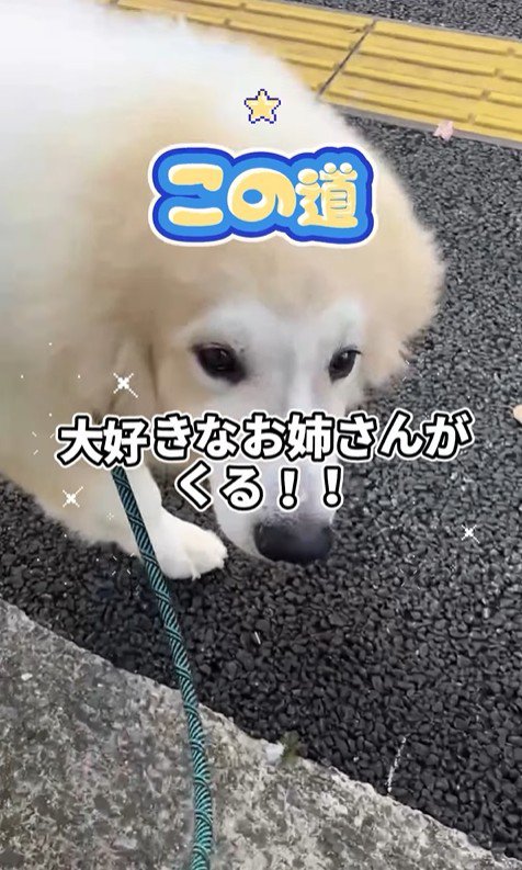 お姉さんを迎えに来たボンドくん