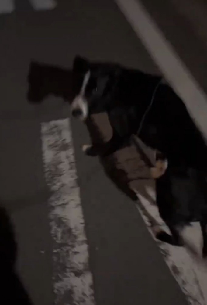 振り返る犬