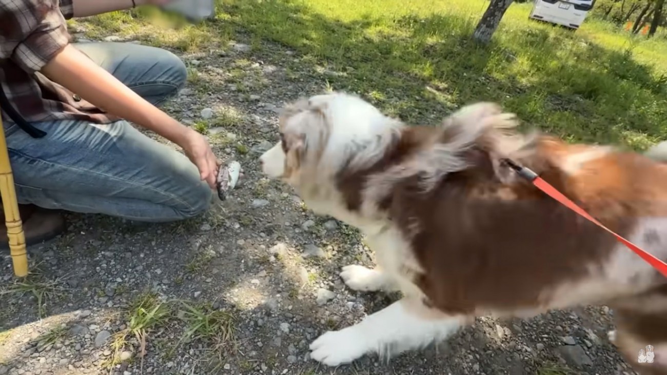 また魚に興奮するガルちゃん