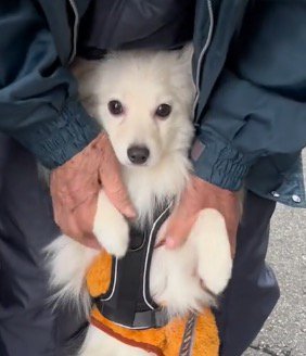 老年男性に前足を触られながら飼い主を見つめる犬