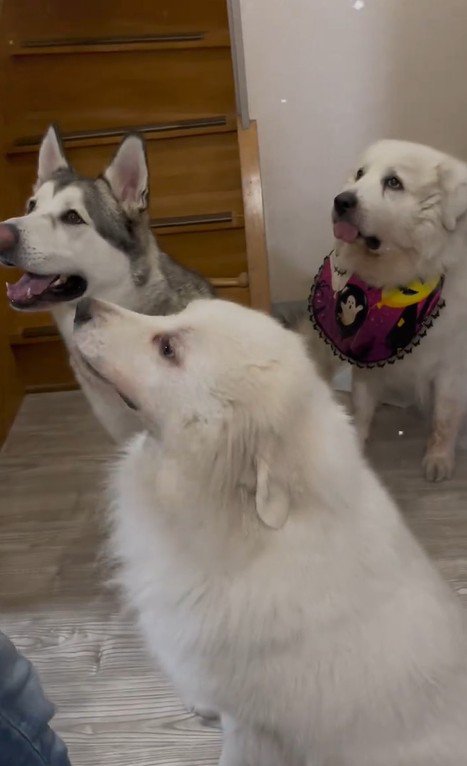 アランちゃんと同居犬たち