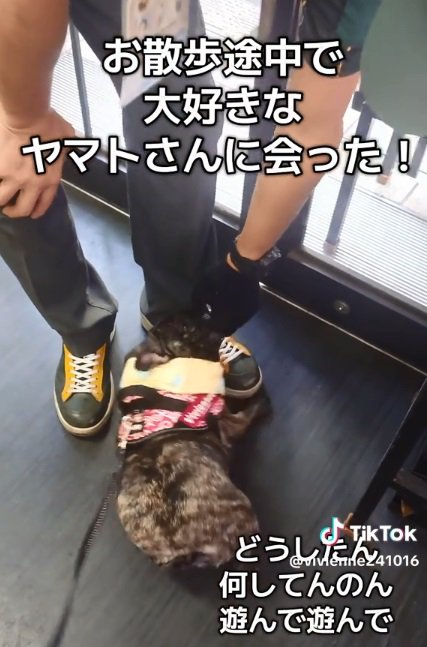 手にじゃれつくヴィヴィちゃん