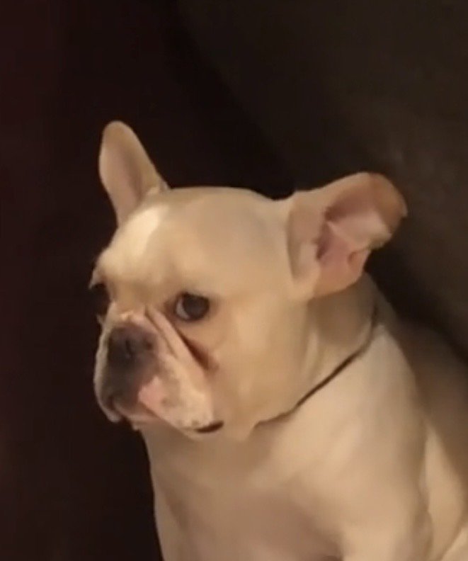 横目でこちらを見る犬