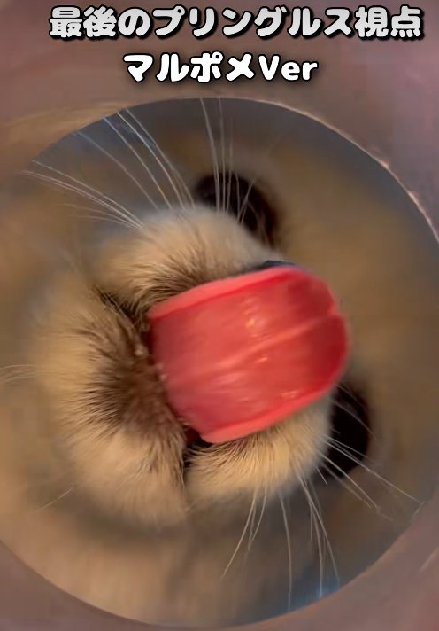 舌なめずりする小型犬
