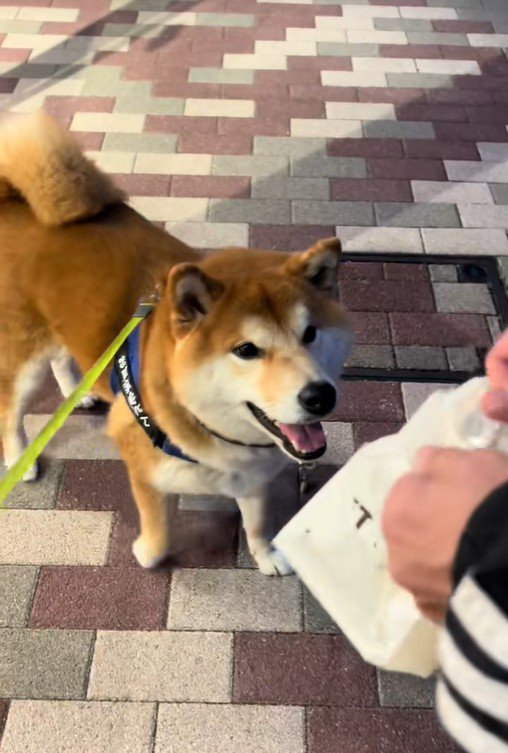 おもちゃを買ってほしいどんちゃん7