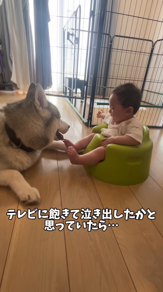 お互いを見つめ合う犬と赤ちゃん