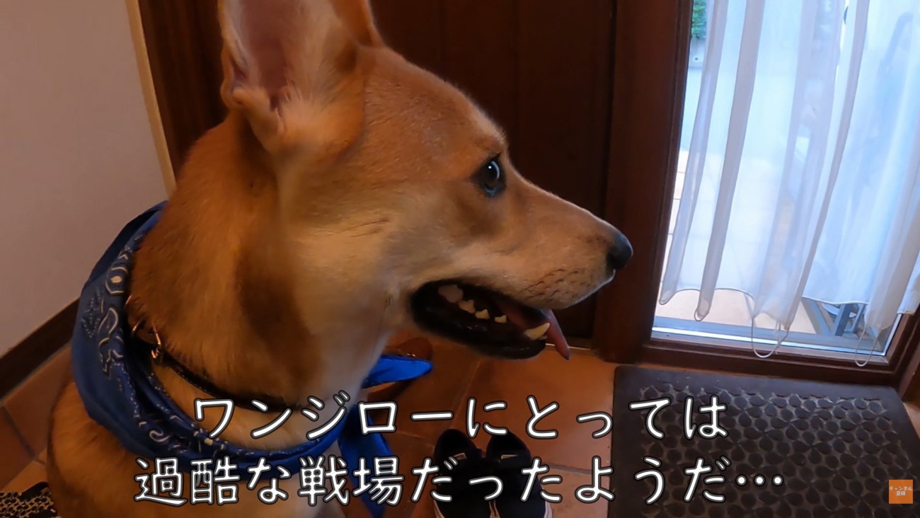 パック中のお母さんを見たワンジローくん5