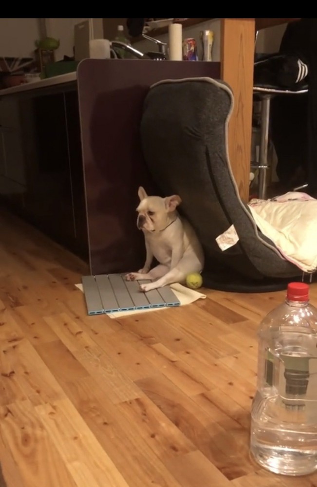 部屋の隅で座り込む犬