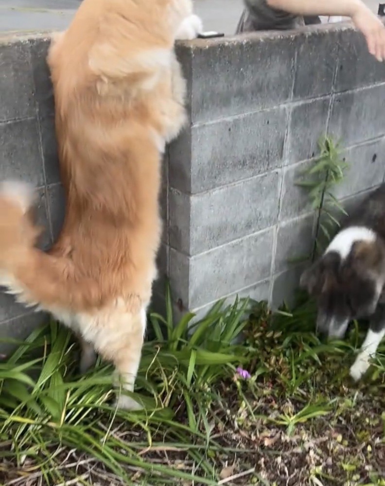 塀越しに迎える犬たち