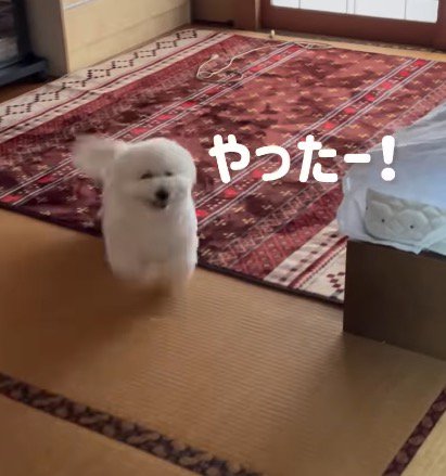 笑顔で飼い主に近寄る犬