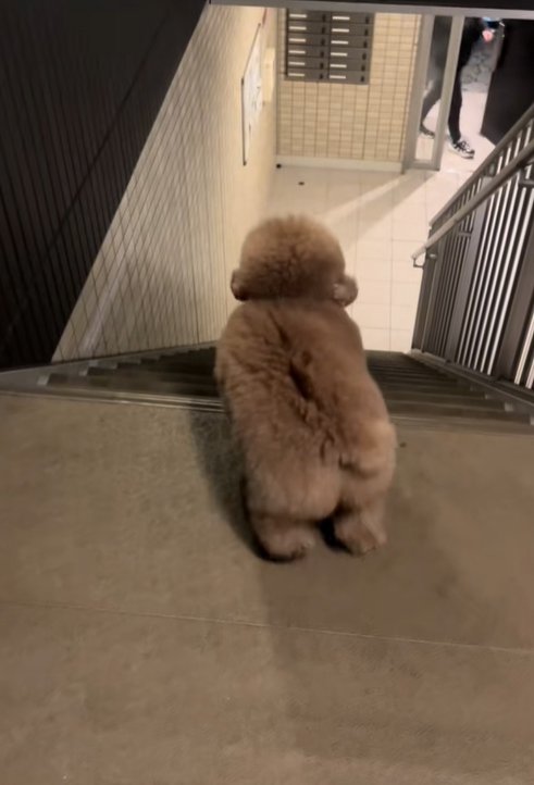 飼い主を見つけた小型犬