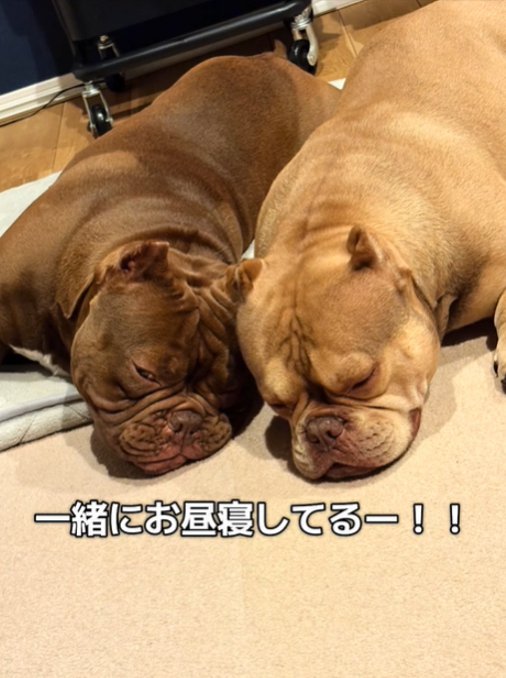 眠る2匹の犬