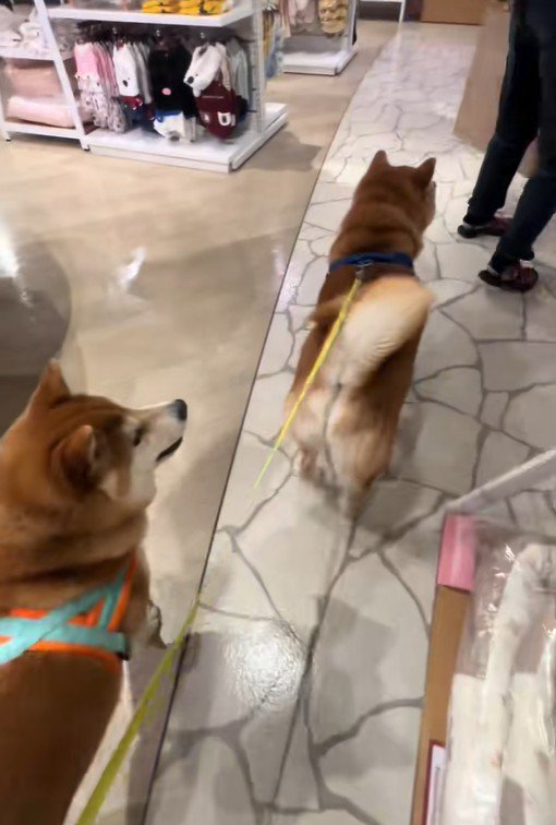 おもちゃを買ってほしいどんちゃん6