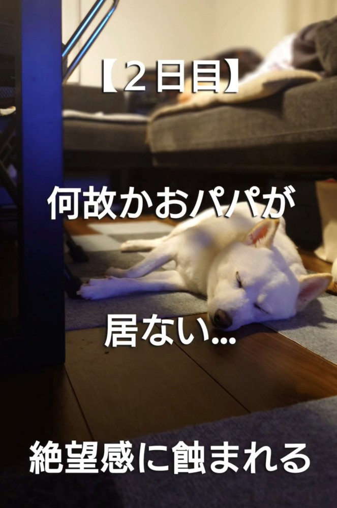 床に伏せて眠る犬