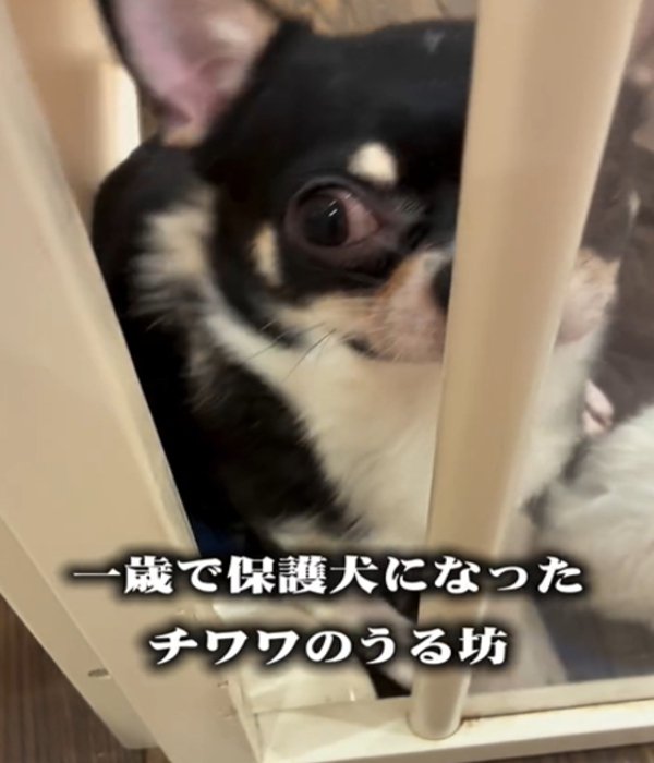 正面を向く犬