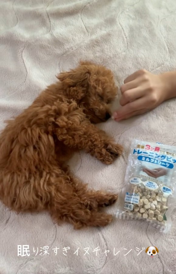 おやつを近づける飼い主さん