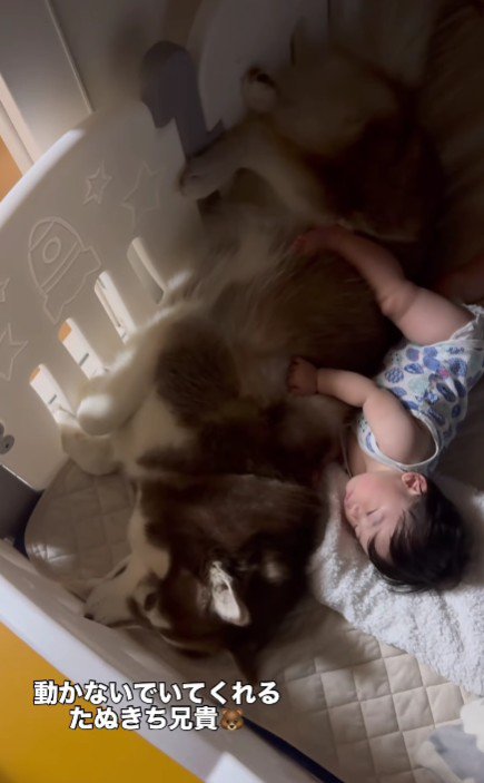 決して動かないたぬきちちゃん