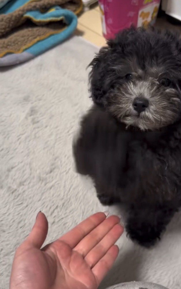 右足を上げる犬