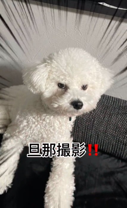 パパが撮ったポテトくん1