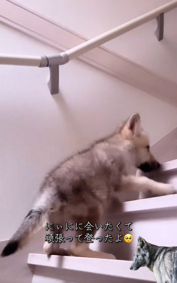 お兄ちゃんに会いたいフューリーくん