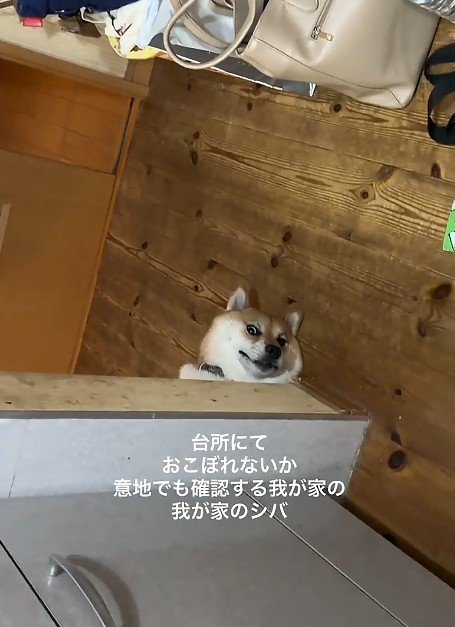 おこぼれが欲しくて…