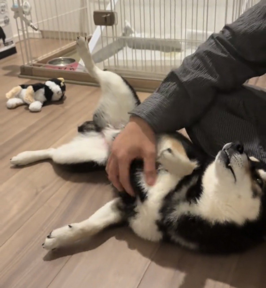 お腹を撫でられる犬