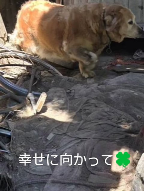 保護時の大型犬親子