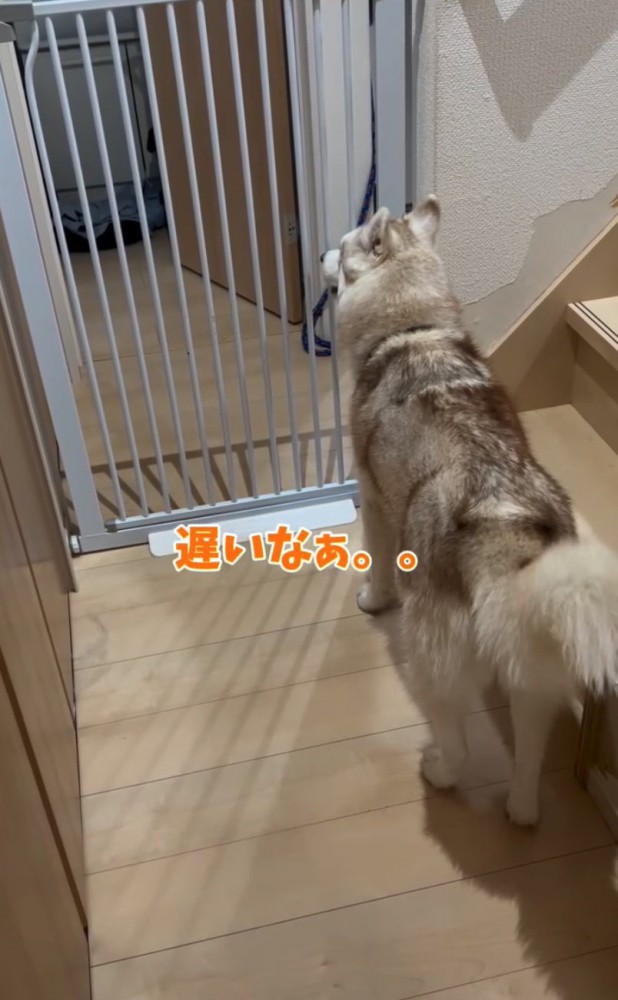 玄関を見つめるハスキー