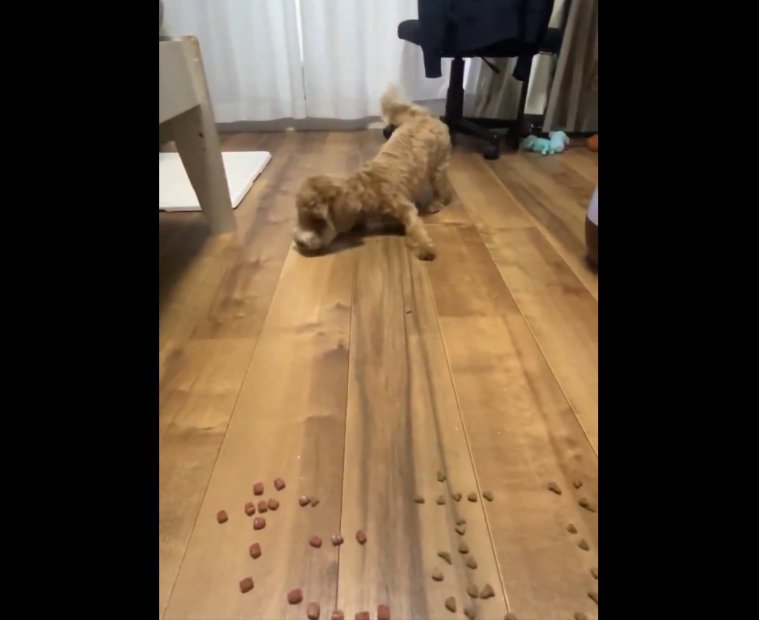 フードが飛んでくると