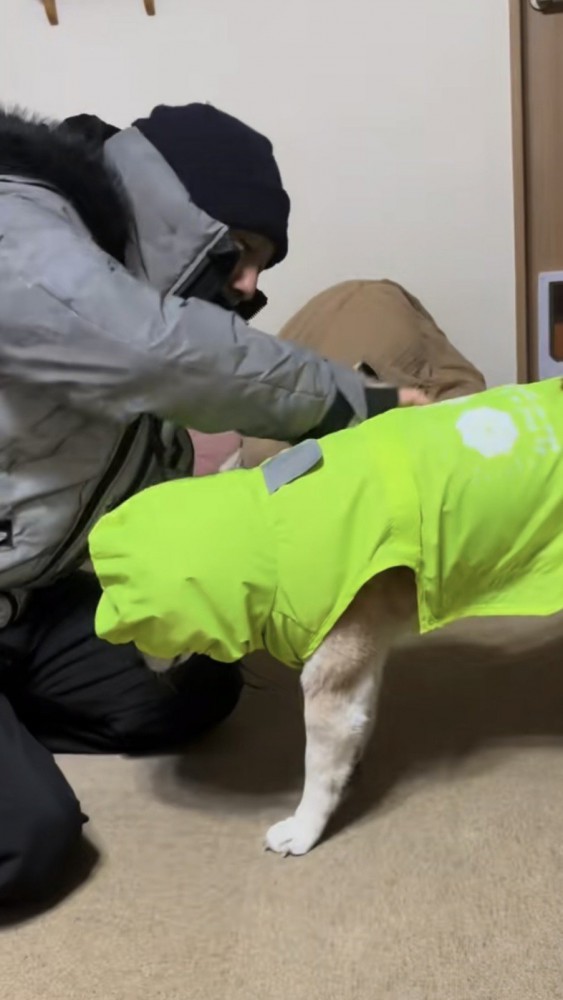 黄緑のカッパを着る柴犬