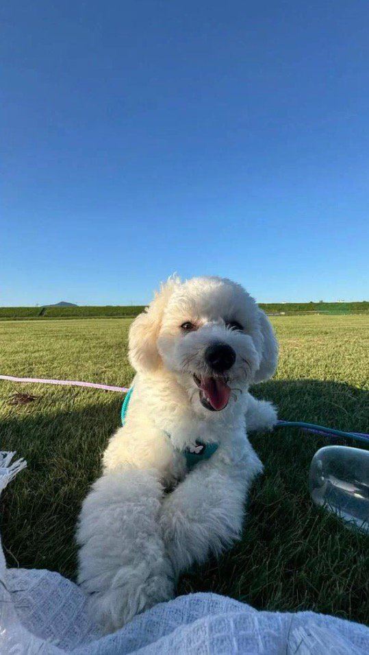 原っぱに横たわる犬