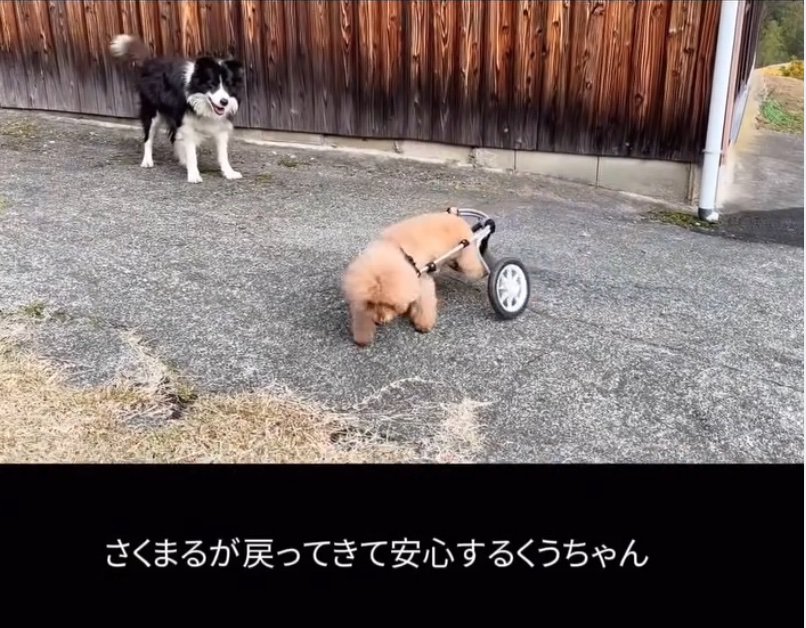 草むらを散策する犬