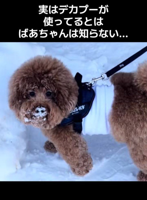 いっきゅう君がこっそり愛用