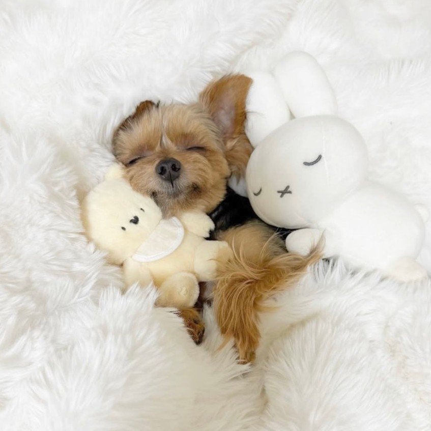 ぬいぐるみを抱っこしてすやすや…♪