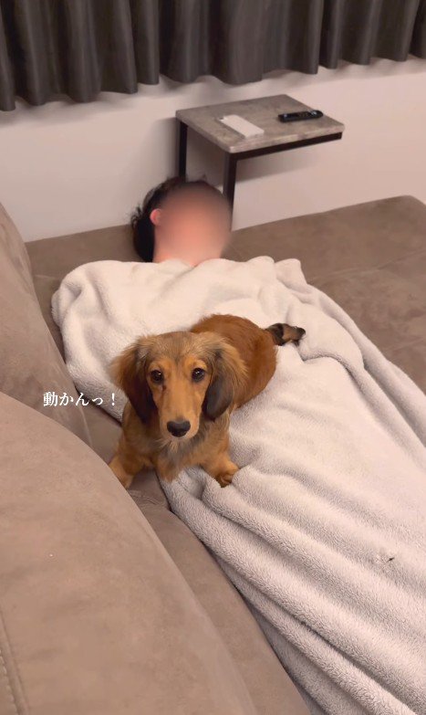 パパとママに寄り添うビッシュちゃん2