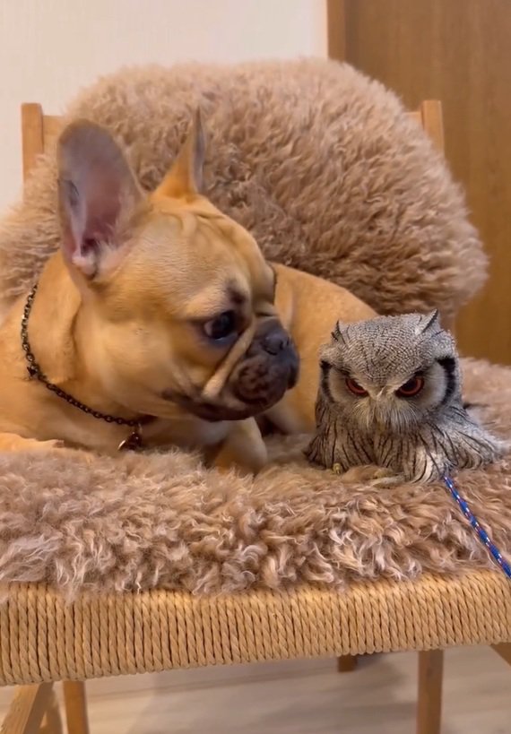 顔を上げるはっさくくん