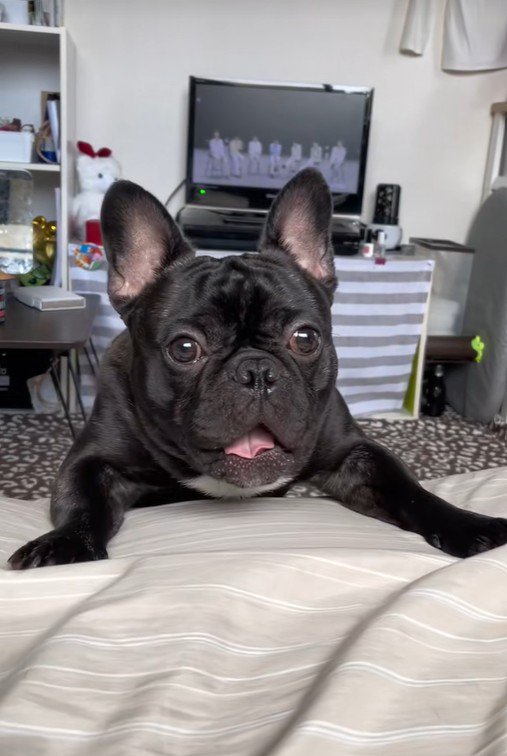 ワンが言えない秀吉くん2