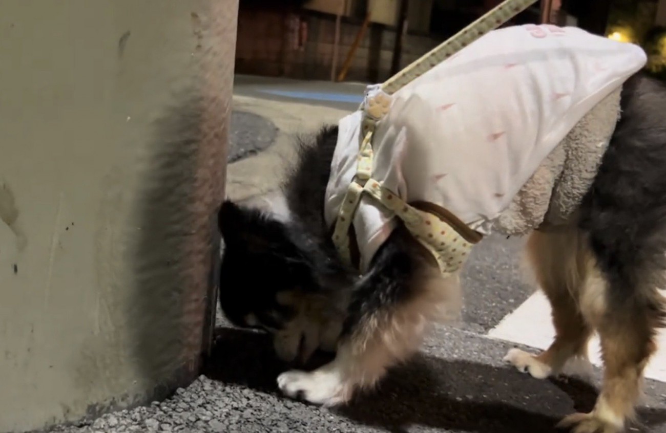 壁際に鼻を近づける犬