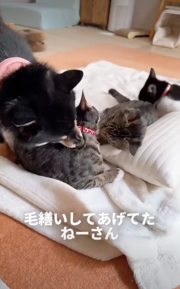 毛繕いする犬