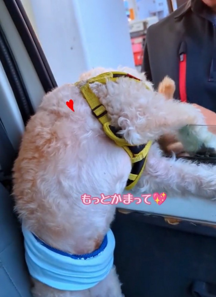 スタッフさんに撫でてもらう犬5