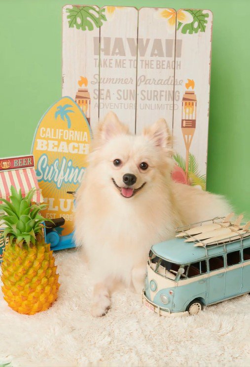 ラテくんのビフォーアフター8