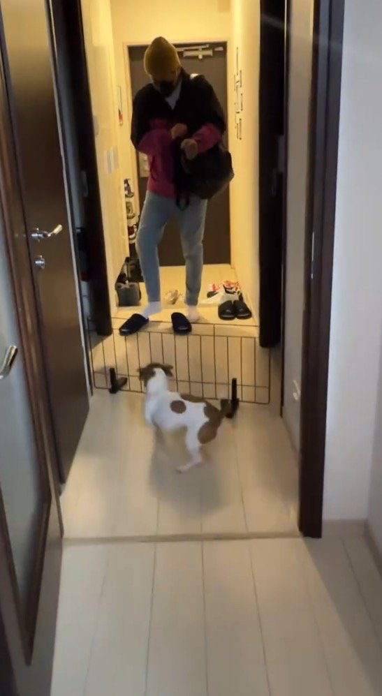 男性を迎えに玄関に出向く犬