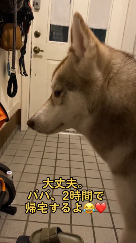 パパの帰りを待つ犬の横顔