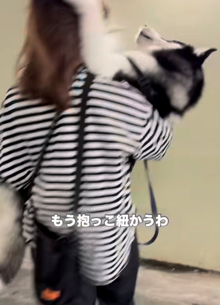 犬が振り返る様子