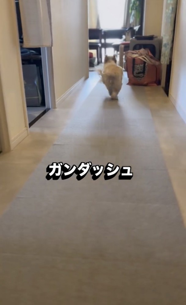 おもちゃを探しに