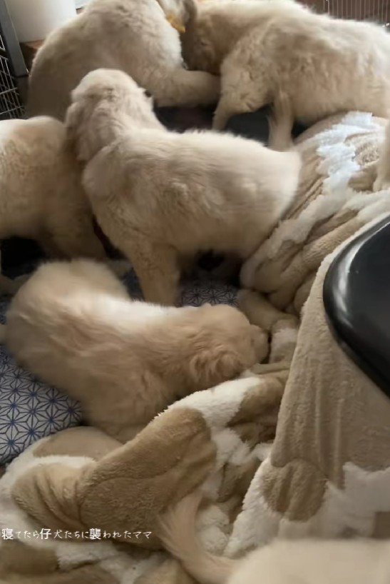 突然の襲来が！！