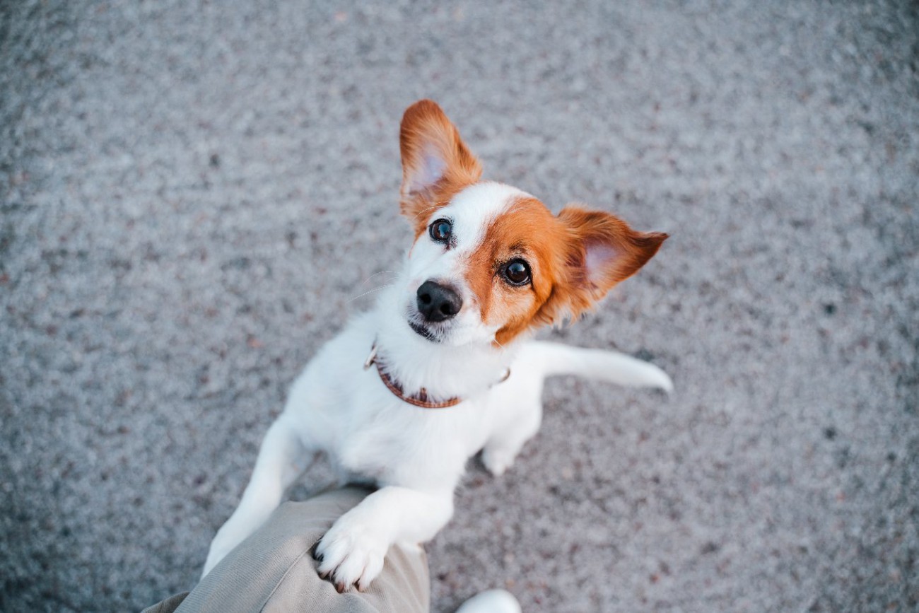 セール 子犬 腰振る クッション