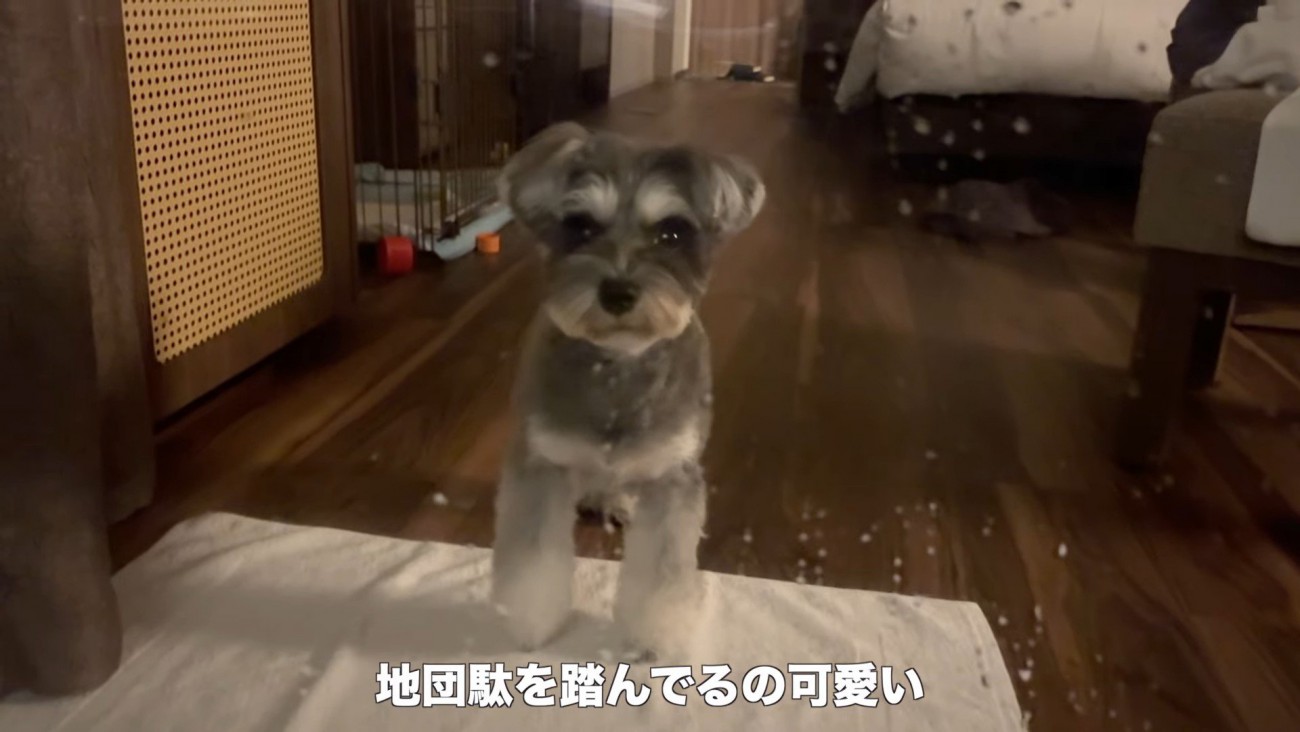 旅行中のティノちゃん9