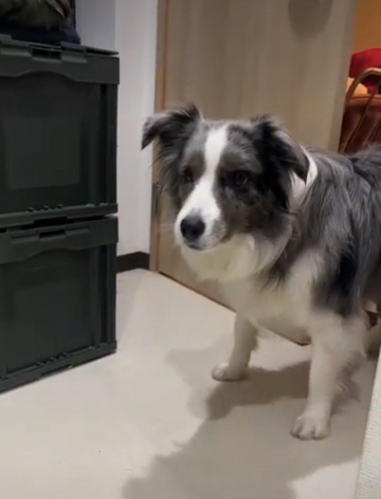 怯える表情の犬