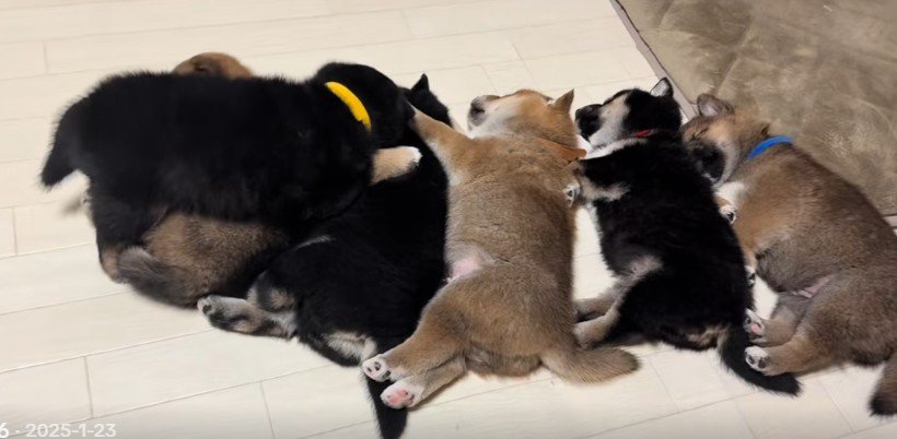 昼寝をする子犬たち